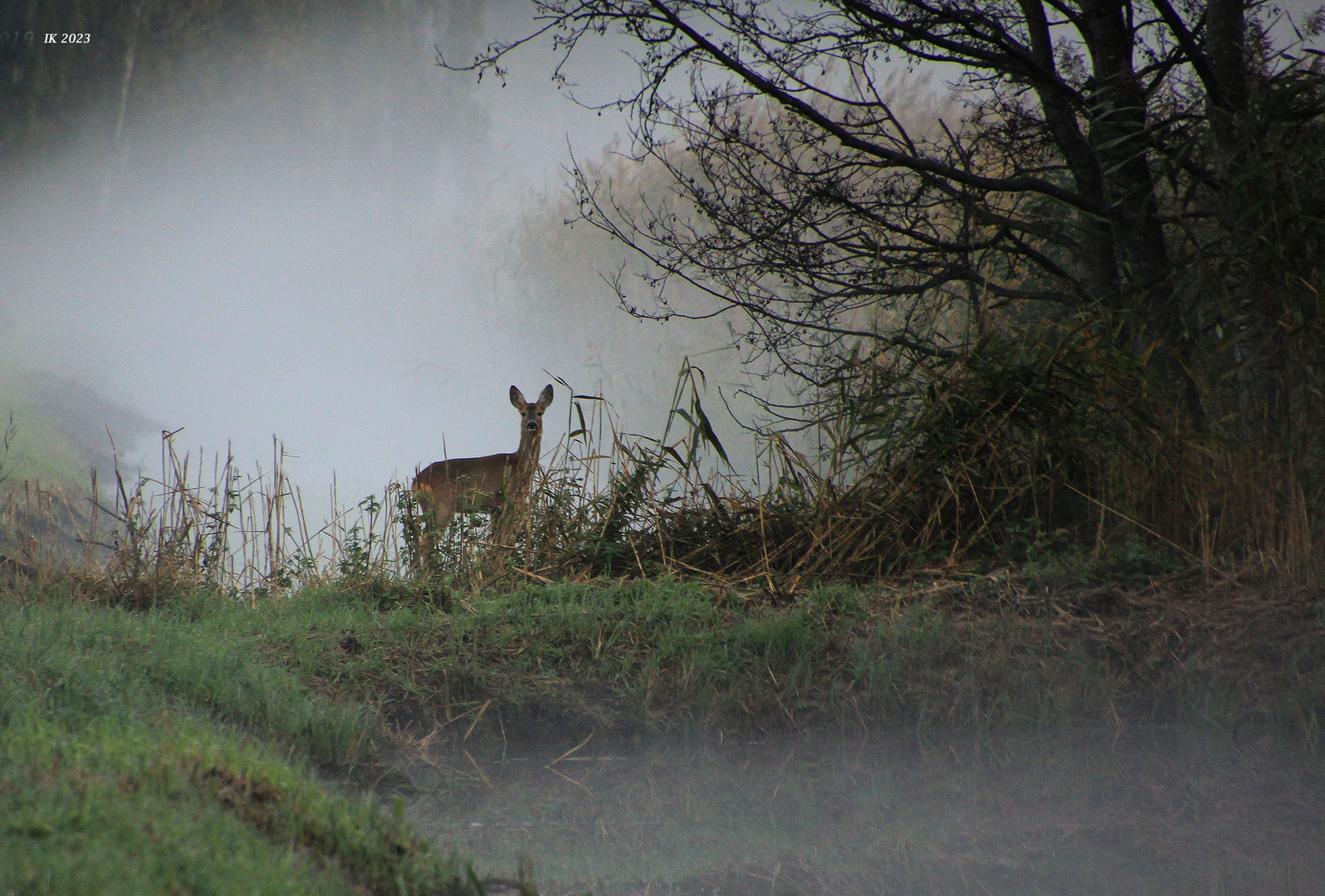 Imm Nebel.....