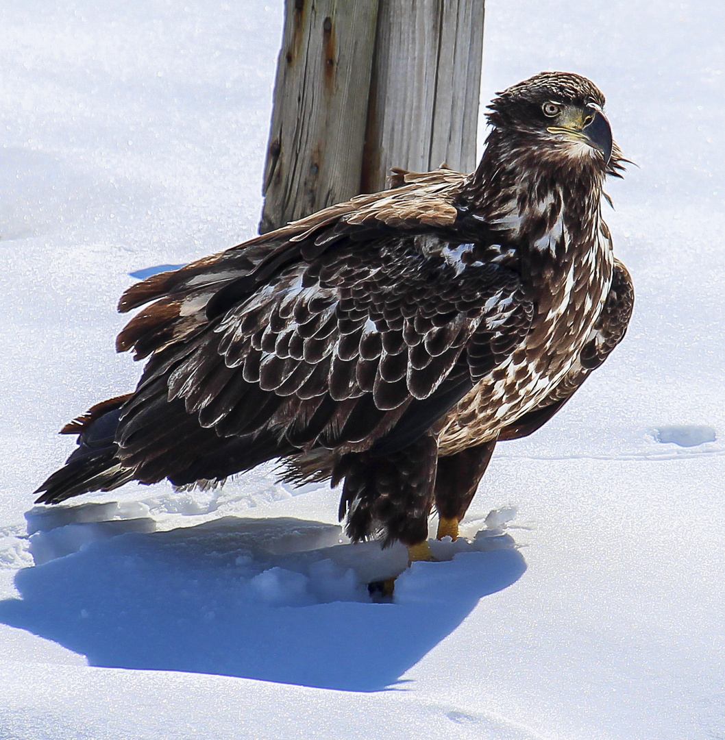 Immature Bald Eagle 1 bw