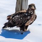 Immature Bald Eagle 1 bw