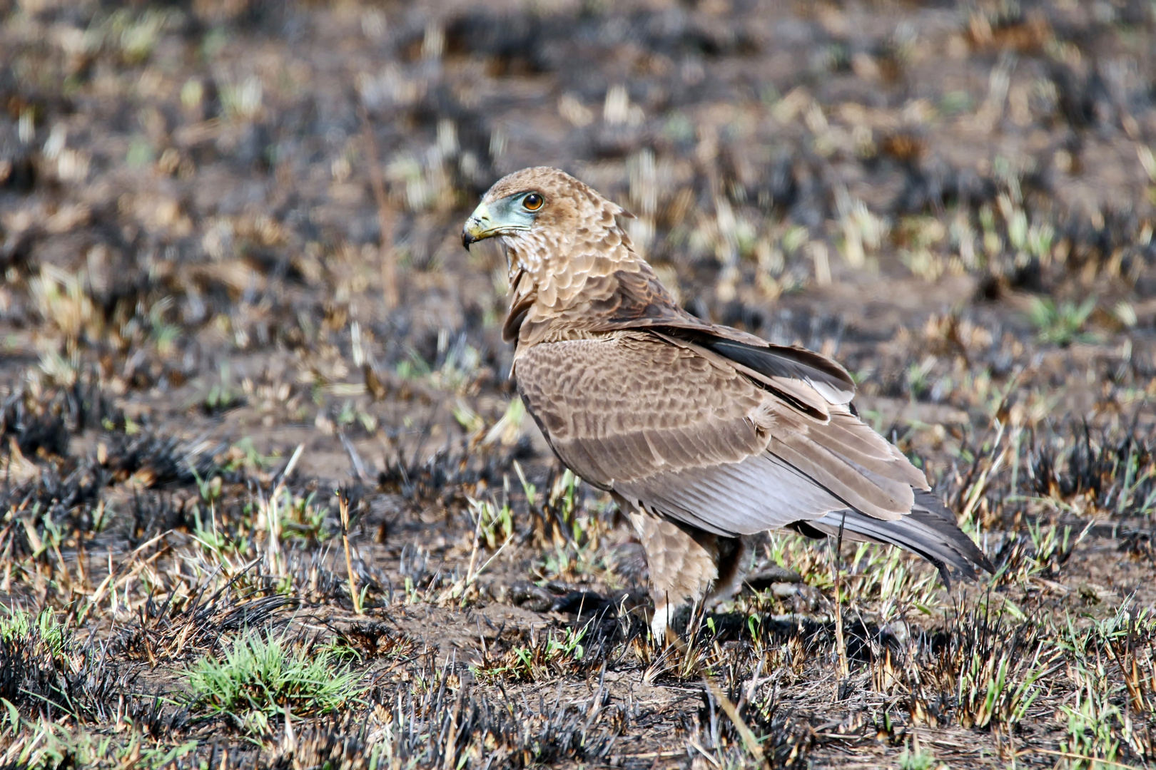 immature Bateleur