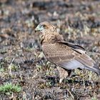 immature Bateleur