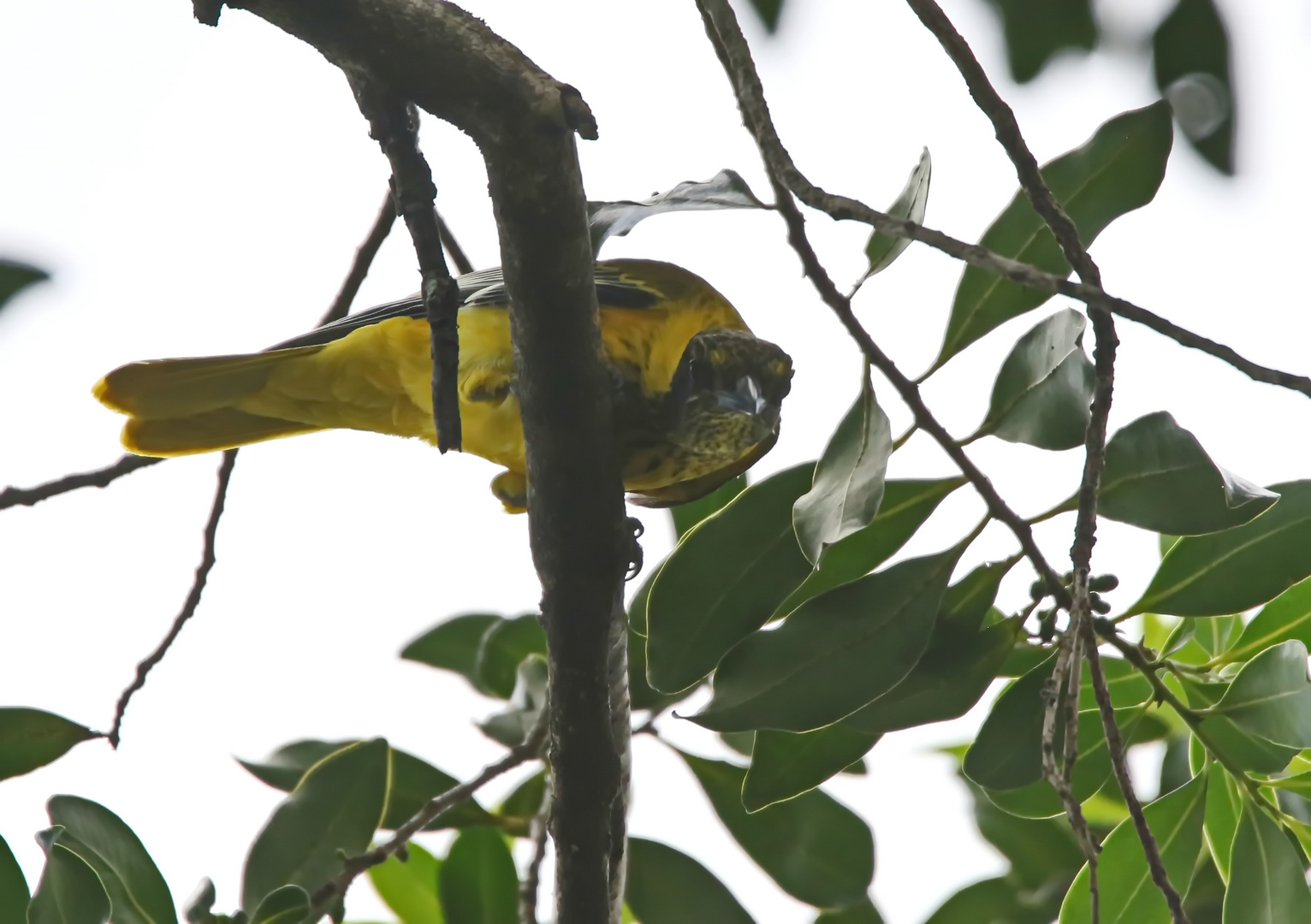  immature Black-headed oriole + 3 Bilder