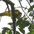  immature Black-headed oriole + 3 Bilder