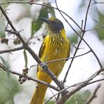 immature Black-headed oriole,Oriolus larvatus,Maskenpirol