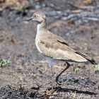  immature Black winged plover,Vanellus melanopterus