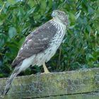 Immature Coopers Hawk