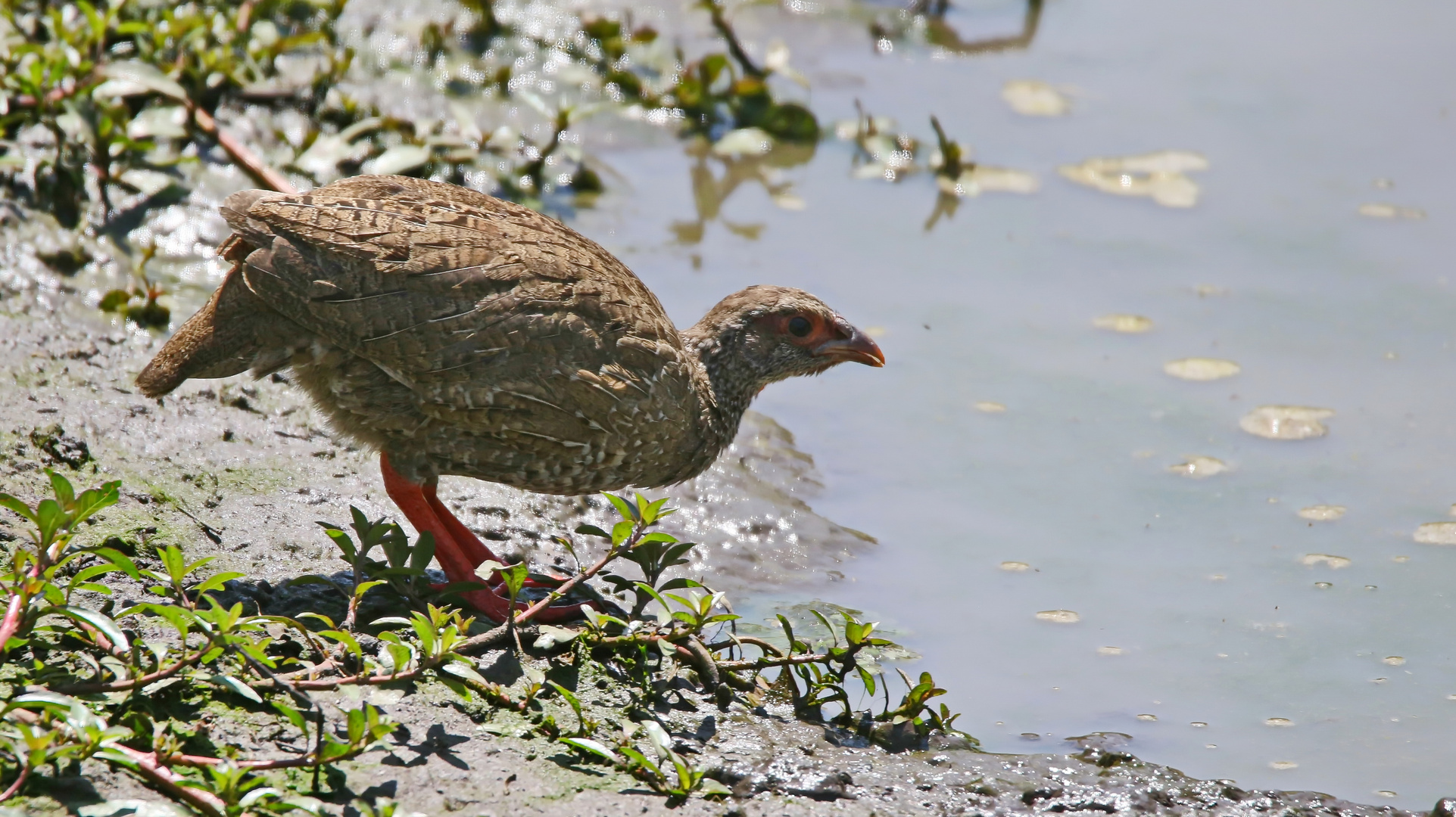 immature Francolinus afer