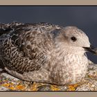 Immature Gull