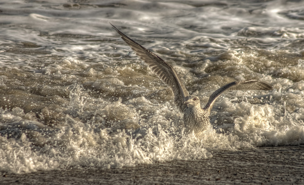 Immature Herring gull