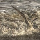 Immature Herring gull