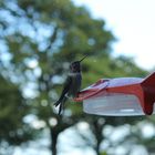 Immature male Anna's Hummingbird