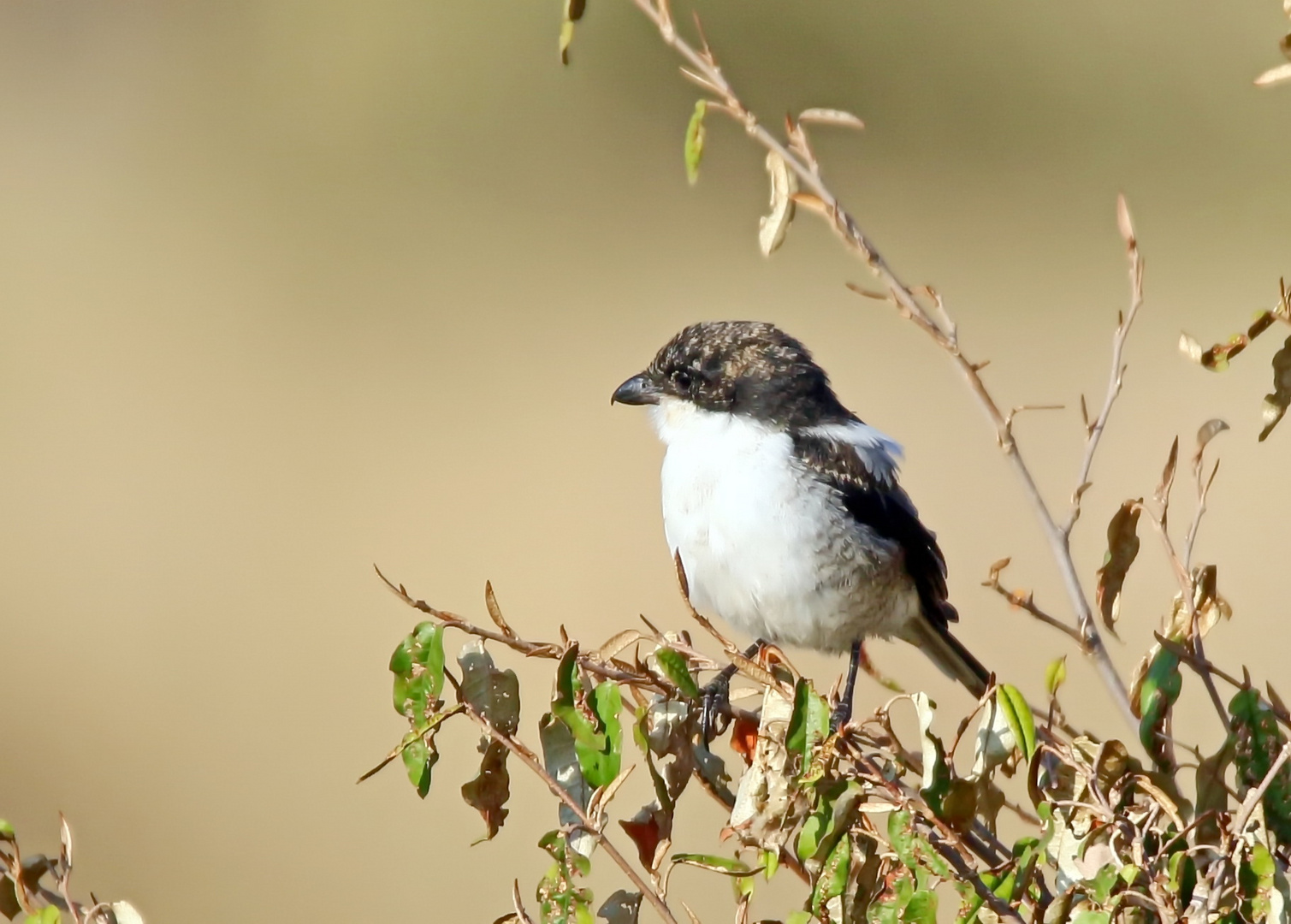 immature Northern fiscal,Weibchen