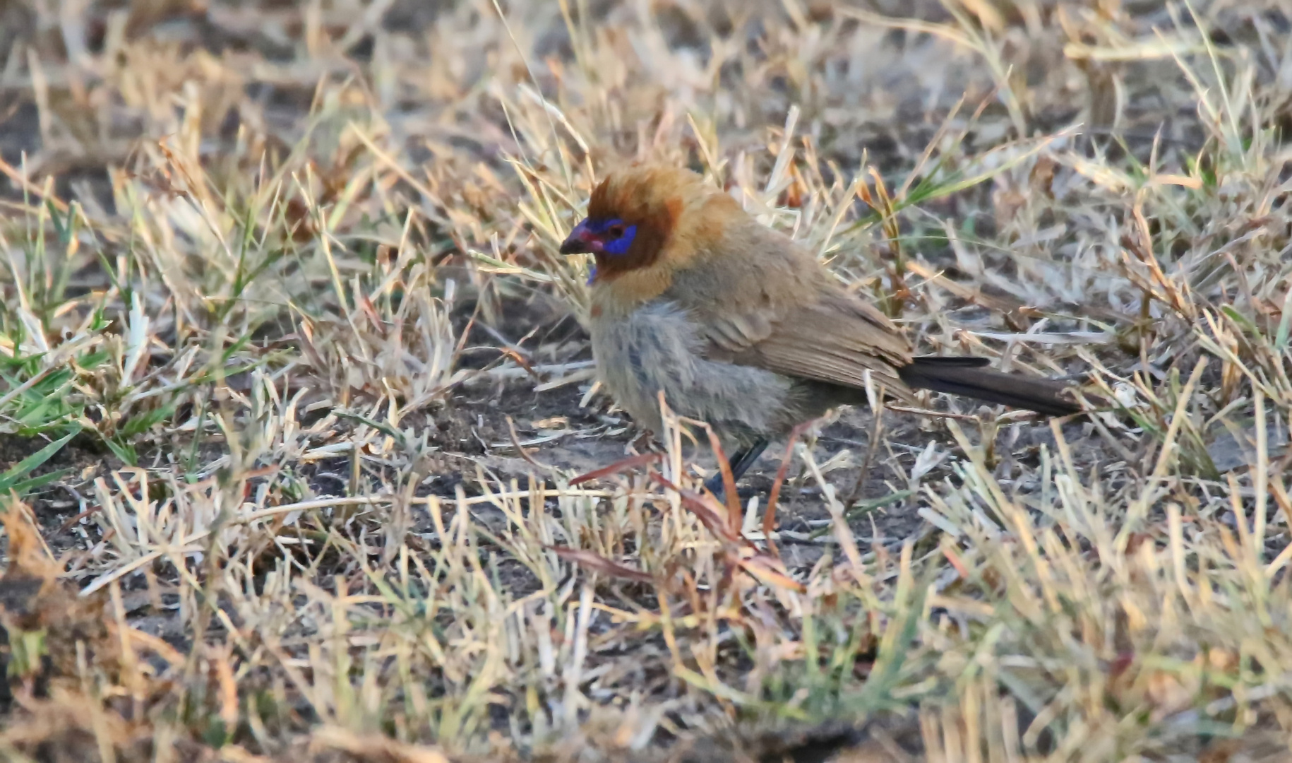 immature Purple grenadier,Männchen