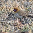 immature Purple grenadier,Männchen