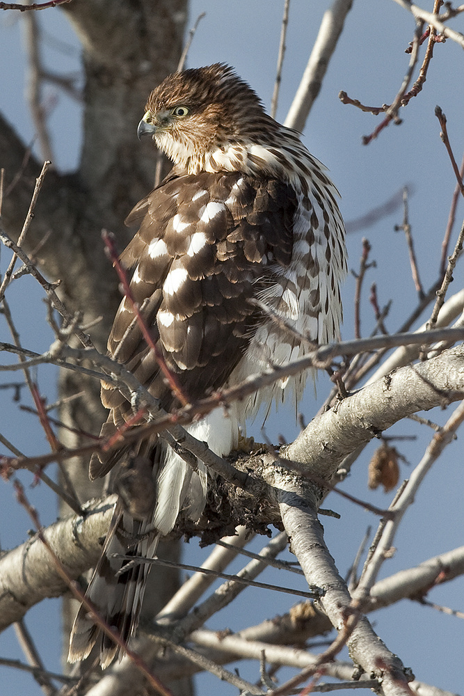 Immature Sharp-shinned Hawk 2