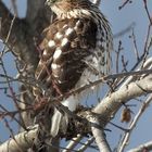 Immature Sharp-shinned Hawk 2