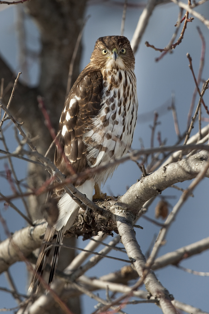 Immature Sharp-shinned Hawk 4