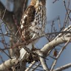 Immature Sharp-shinned Hawk 4