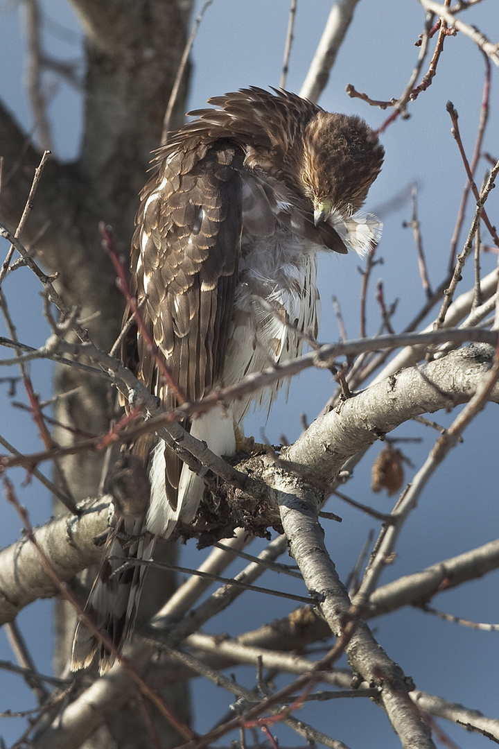 Immature Sharp-shinned Hawk