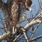 Immature Sharp-shinned Hawk