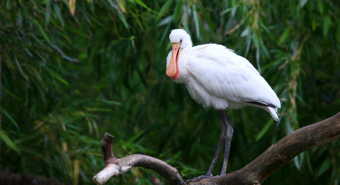 Immature (°) Spoonbill