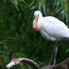 Immature (°) Spoonbill