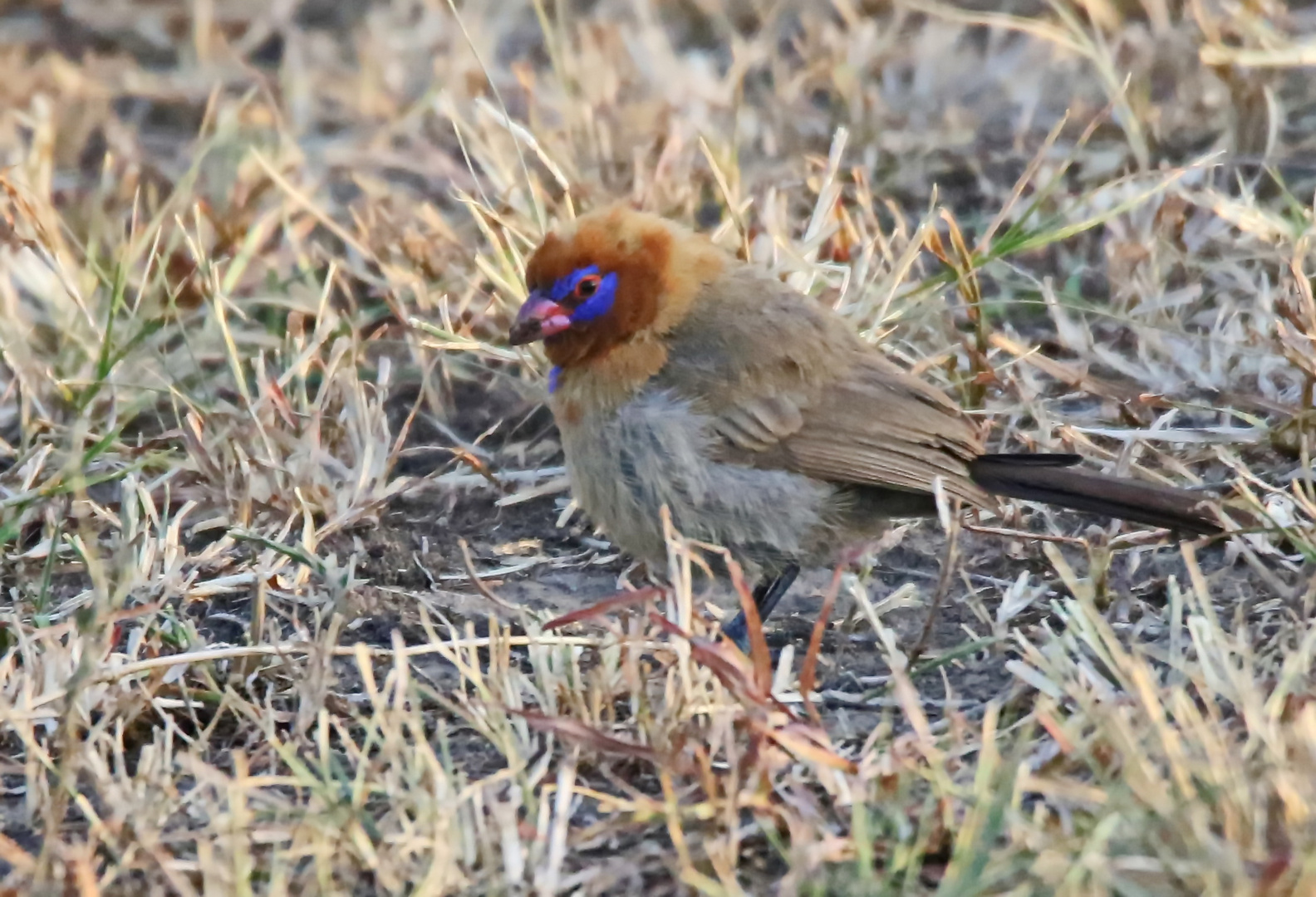 immature  Veilchenastrild,Männchen (Doku) + 2 Bilder