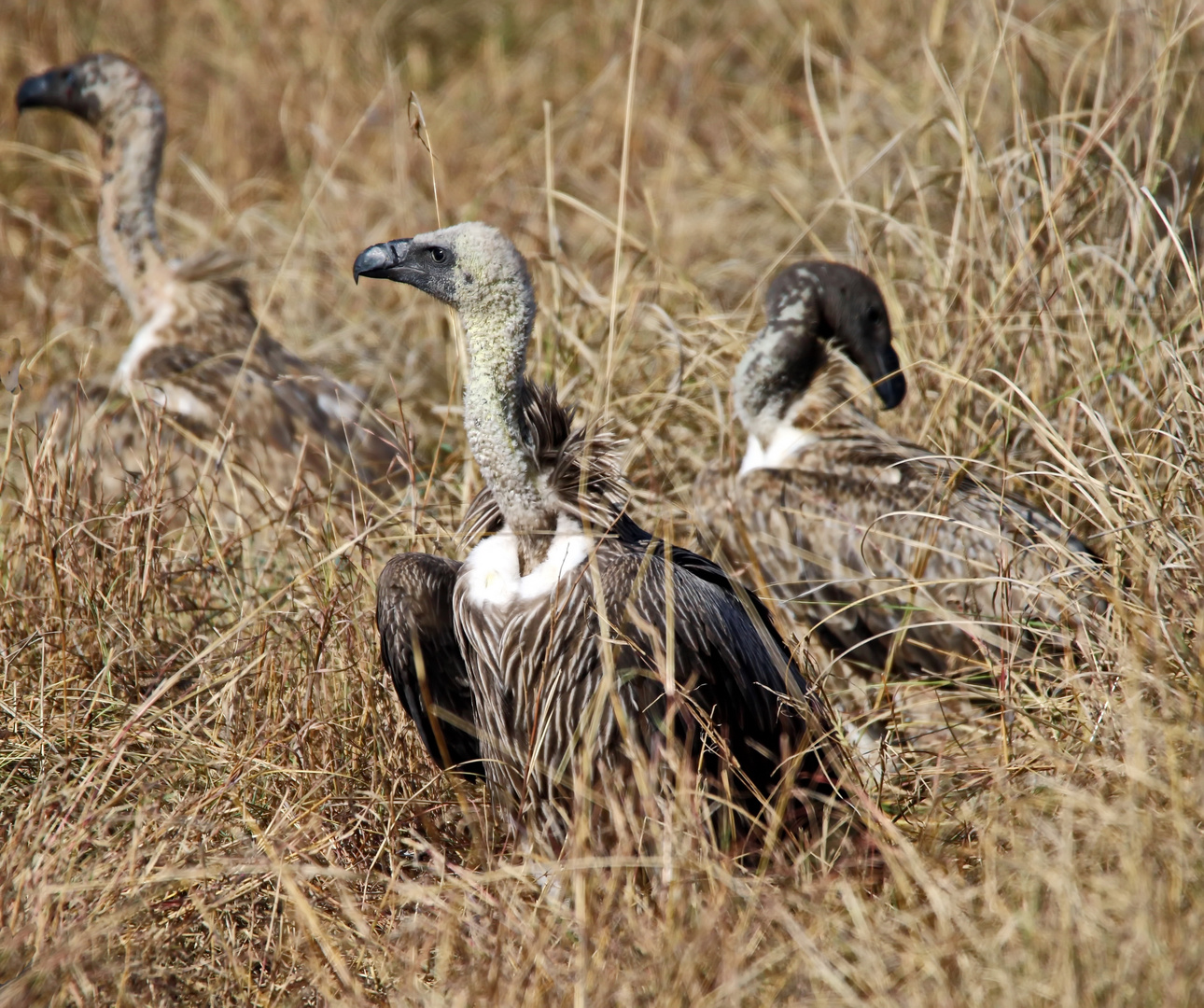 immature Weißrückengeier