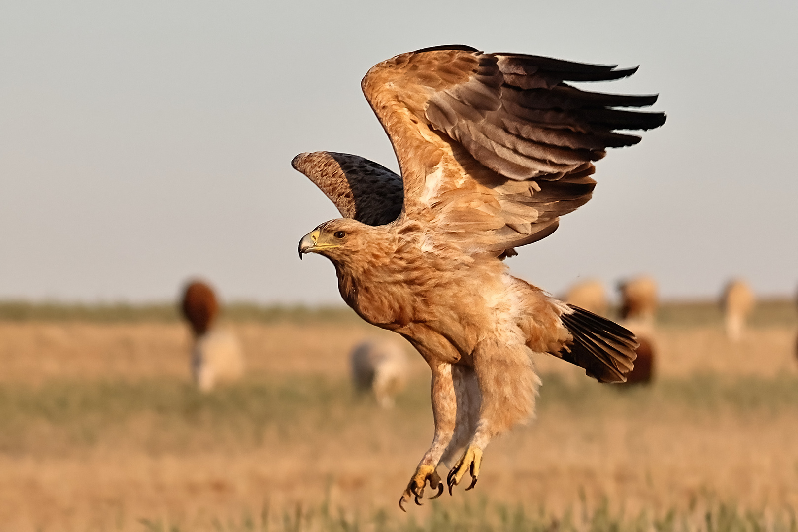 Immaturer Iberischer Kaiseradler