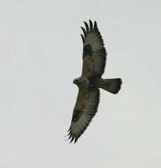 Immaturer Raufußbussard