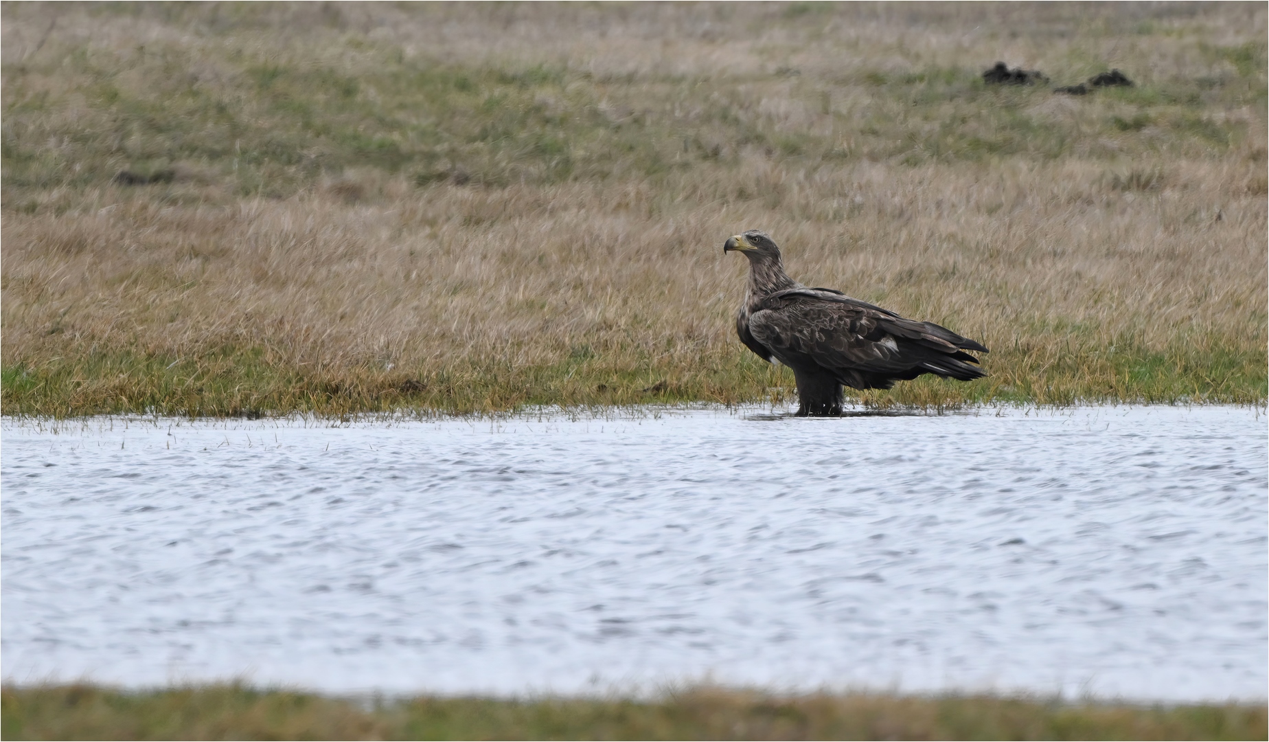 Immaturer Seeadler