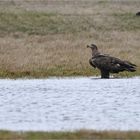 Immaturer Seeadler