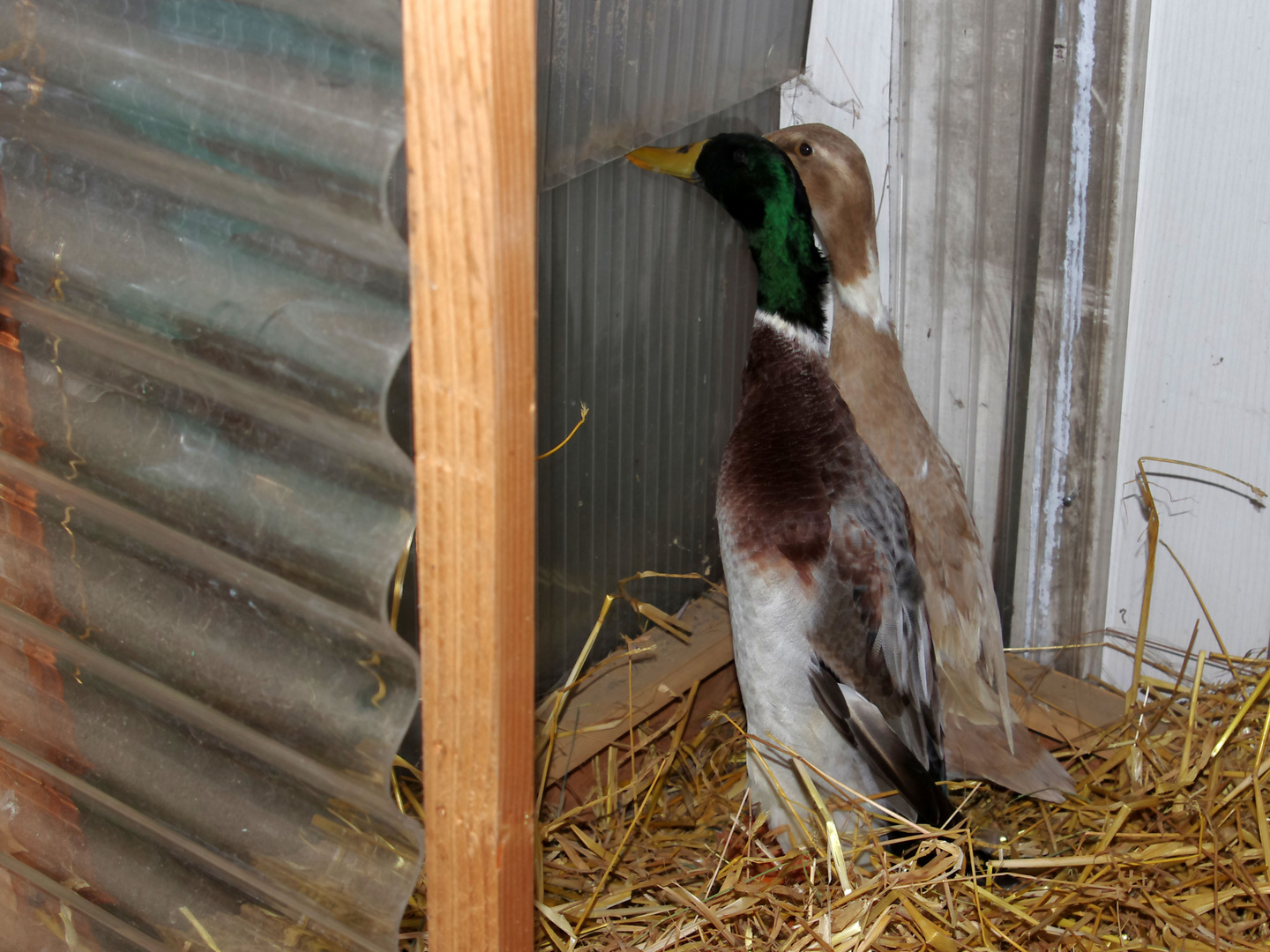 Immeine Laufis Foto Bild Enten Garten Laufenten Bilder Auf