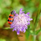 Immen-Käfer (Trichodes apiarius)