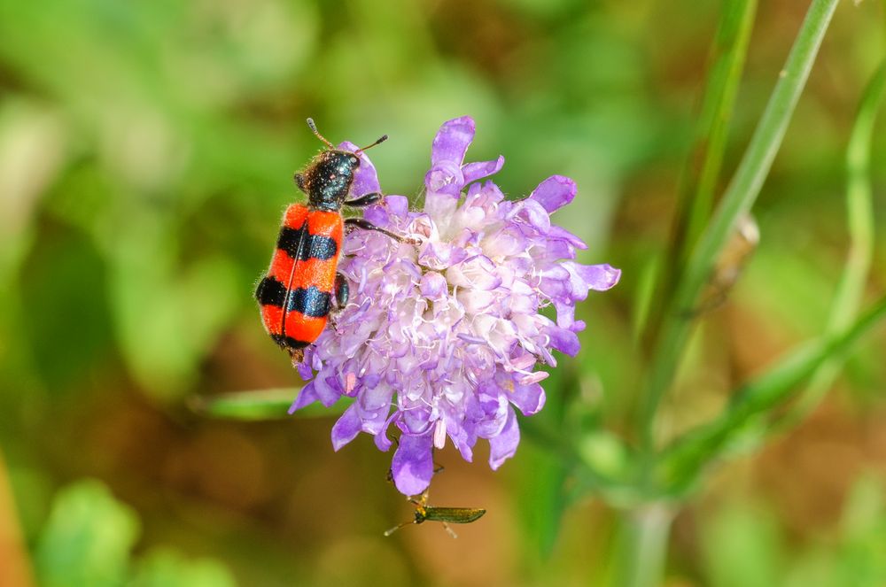 Immen-Käfer (Trichodes apiarius)