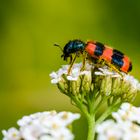 Immenkäfeer (Trichodes apiarius)