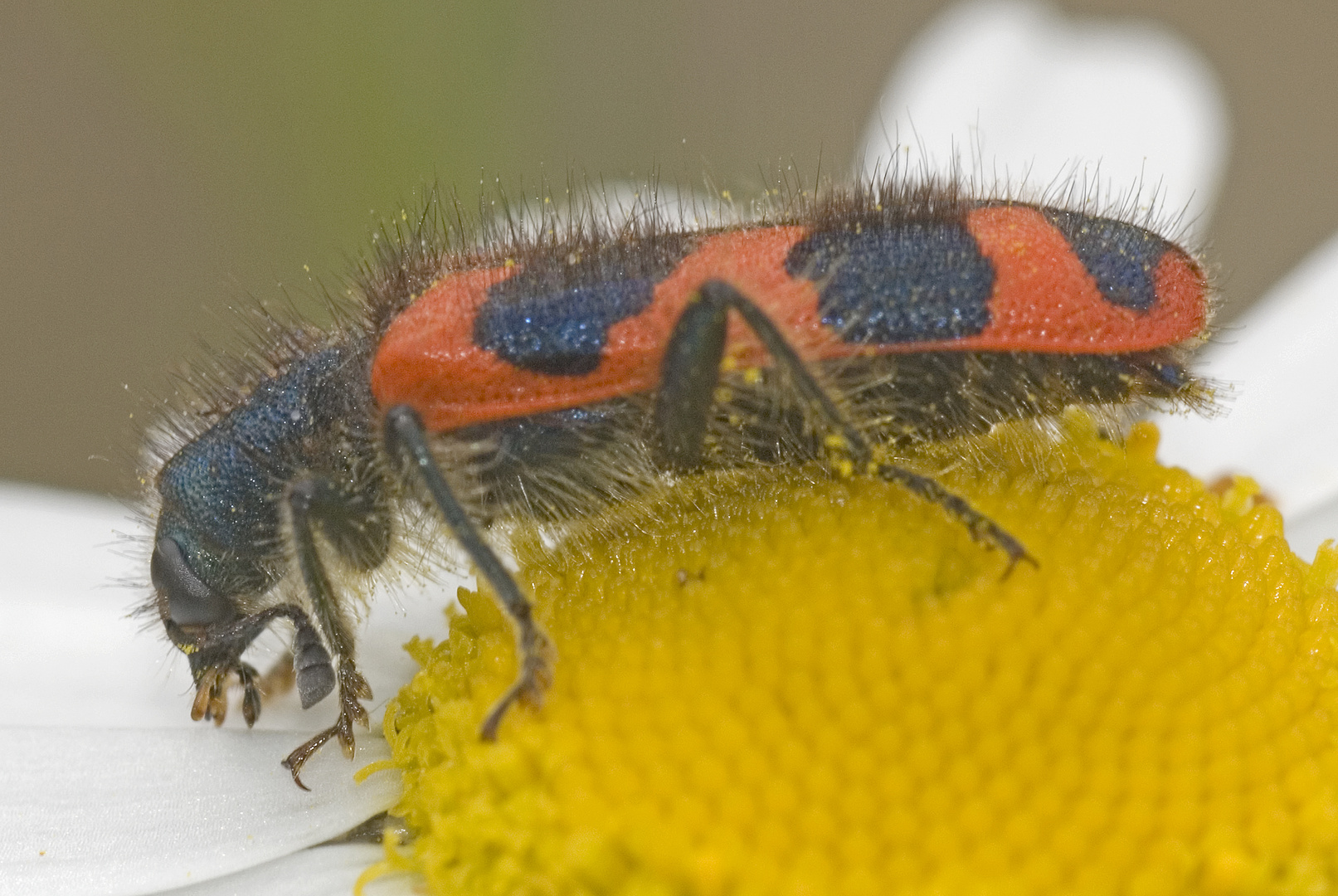 Immenkäfer (Trichodes alvearius)