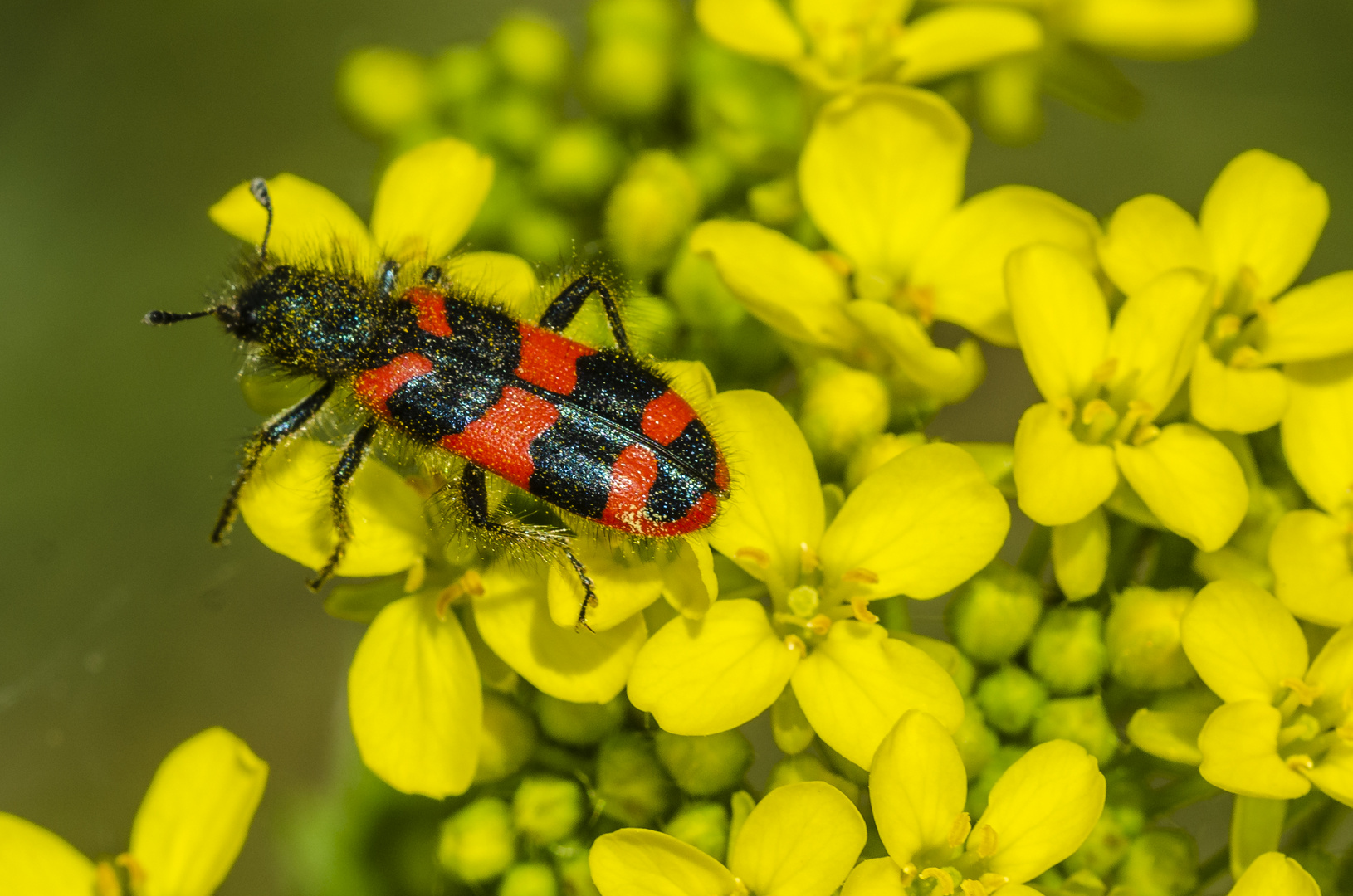 Immenkäfer (Trichodes alvearius)