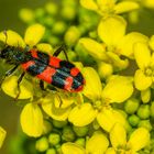 Immenkäfer (Trichodes alvearius)