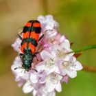 Immenkäfer (Trichodes alvearius)