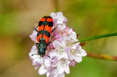 Immenkäfer (Trichodes alvearius)