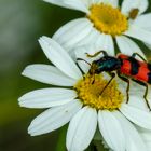 Immenkäfer (Trichodes apiarius)