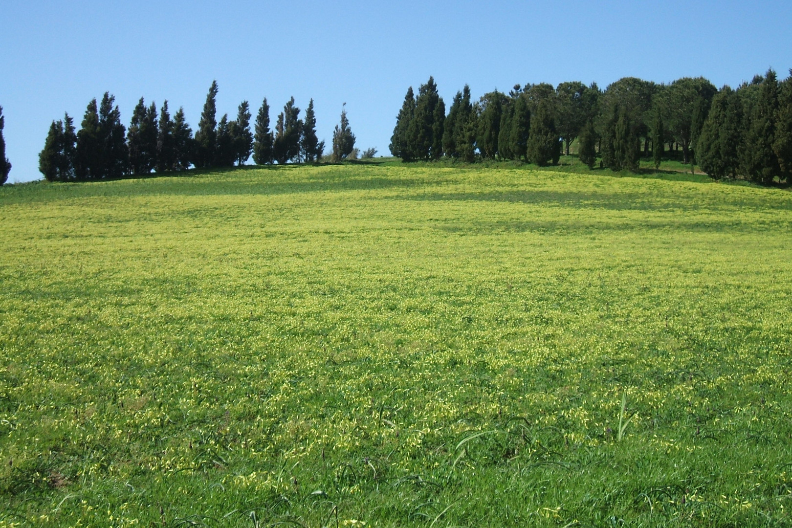 immenso giallo