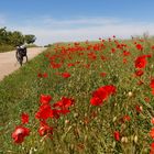 Immer am Mohn entlang