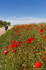 Immer am Mohn entlang