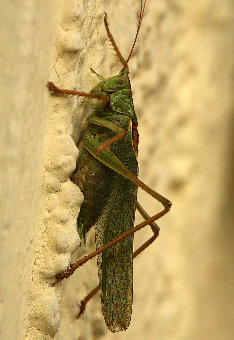 immer an der wand lang