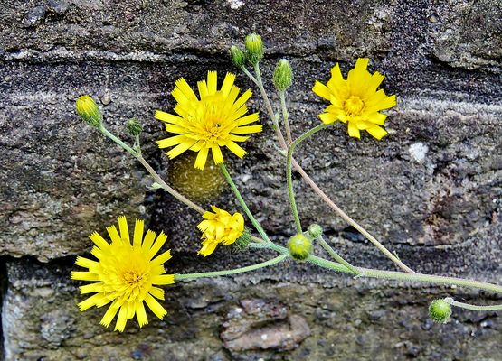 immer an der Wand lang