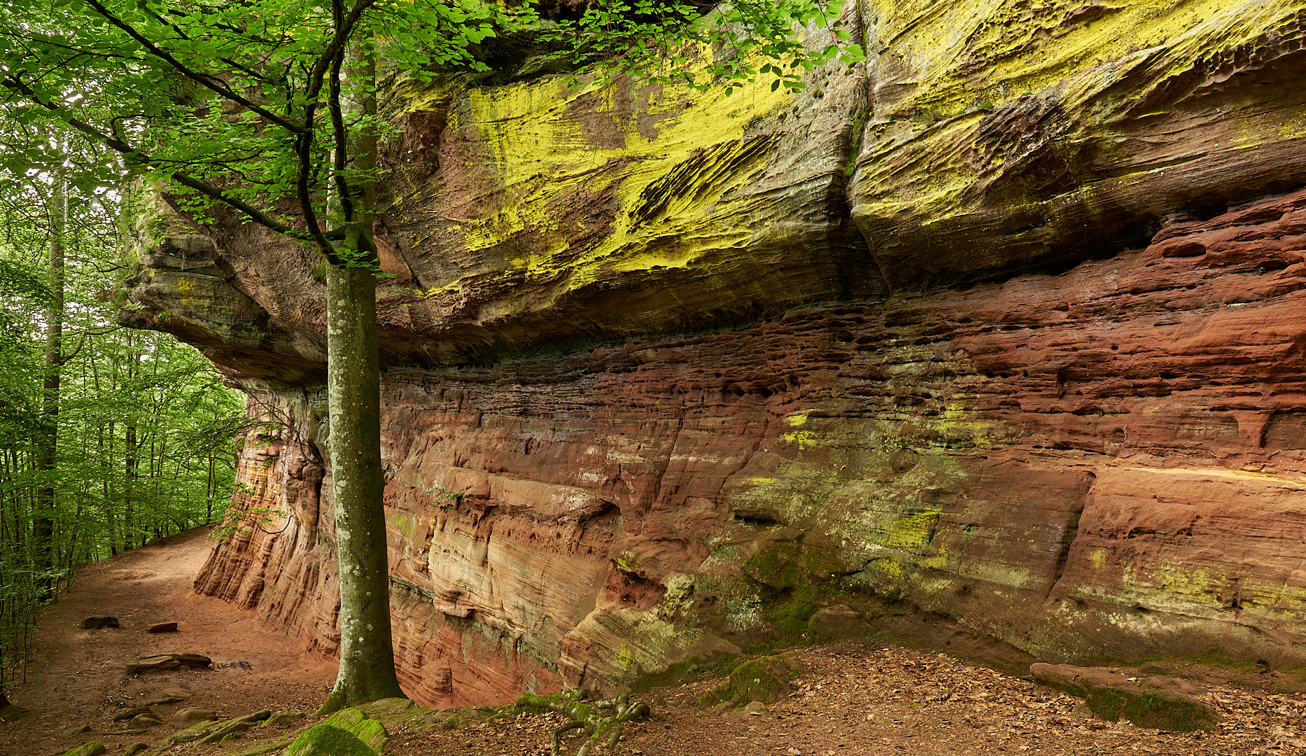 Immer an der Wand lang.....Die Altschlossfelsen (bis zu 30 Meter hoch) sind eine als Natur- ...