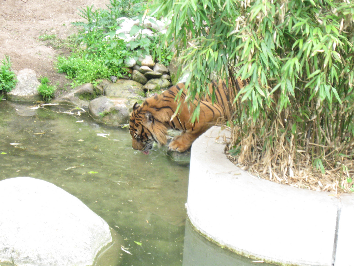 immer auf der Hut :der Tiger