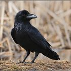 immer auf der Hut... Kolkrabe *Corvus corax*